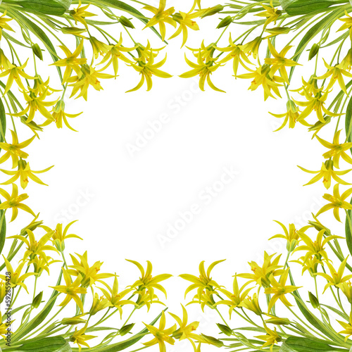 Yellow Gagea lutea flowers,...