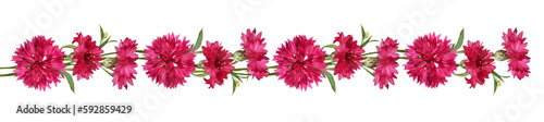 Red knapweed flowers in a line floral arrangement isolated on white or transparent background photo