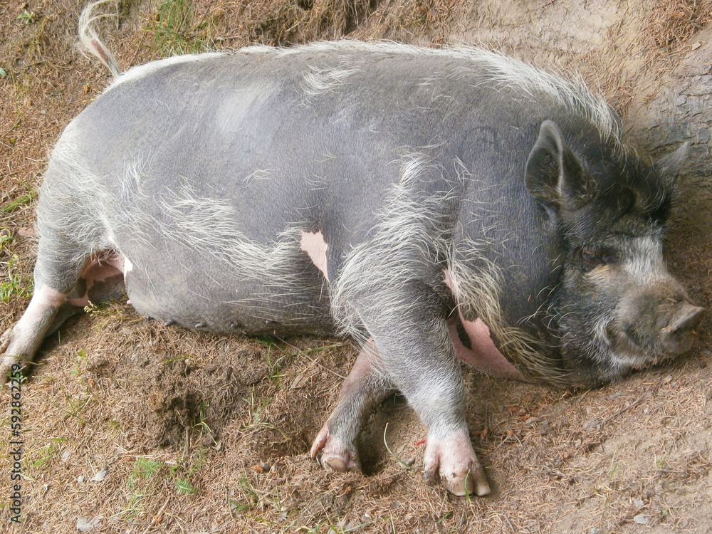 Vietnamese lop-bellied black pig lies. dwarf black pig lies in the hay. High quality photo Vietnamese lop-bellied black pig lies. dwarf black pig lies in the hay. High quality photo