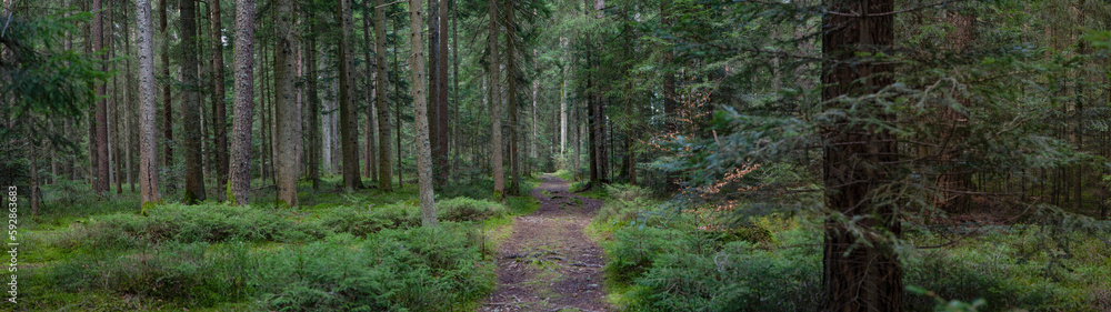 Panoramic wallpaper background of forest woods (Black Forest) landscape panorama - Mixed forest fir and spruce trees, lush green moss, blueberries and path Panoramic wallpaper background of forest woods (Black Forest) landscape panorama - Mixed forest fir and spruce trees, lush green moss, blueberries and path