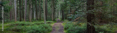 Panoramic wallpaper background of forest woods (Black Forest) landscape panorama - Mixed forest fir and spruce trees, lush green moss, blueberries and path