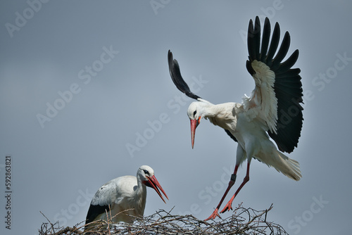 Stork landing in its nest