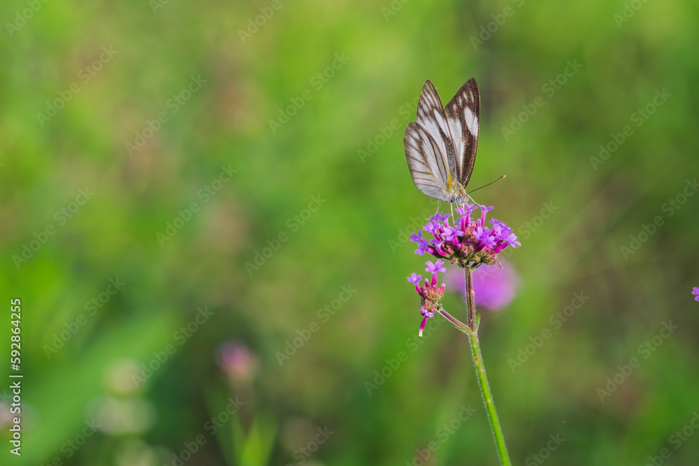 Fototapeta premium Beautiful purple wildflower with a black and white monach butterfly in nature