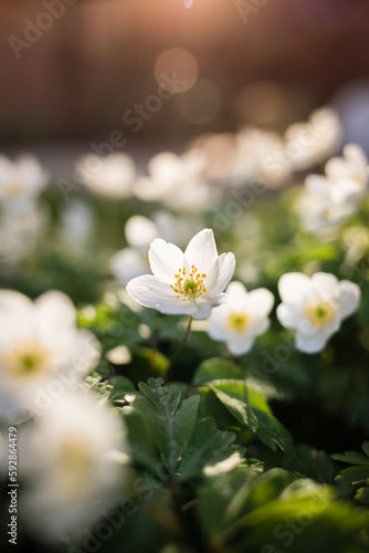 Spring flowers in the morning sun light. Blurred soft forest background of a white spring flower Anemone nemorosa