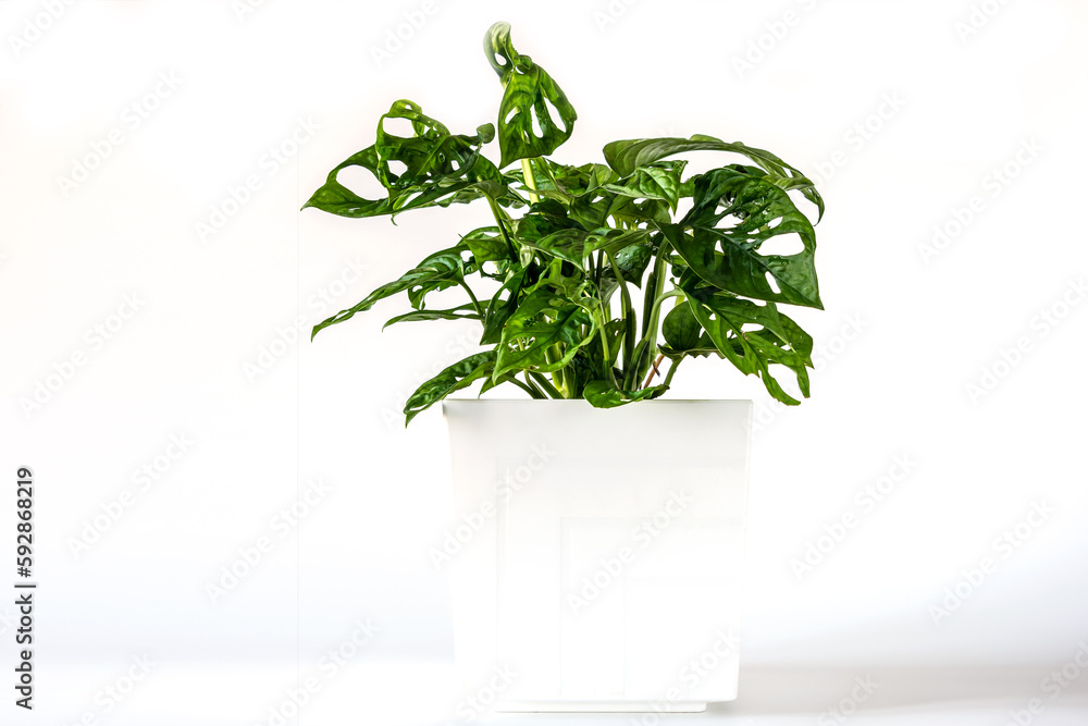 Gorgeous houseplant monstera adansonii in a pot on a white background. Gorgeous houseplant monstera adansonii in a pot on a white background.