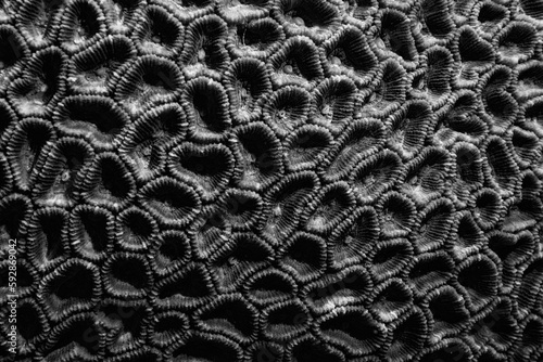 Fototapeta Naklejka Na Ścianę i Meble -  coral texture underwater background reef abstract sea