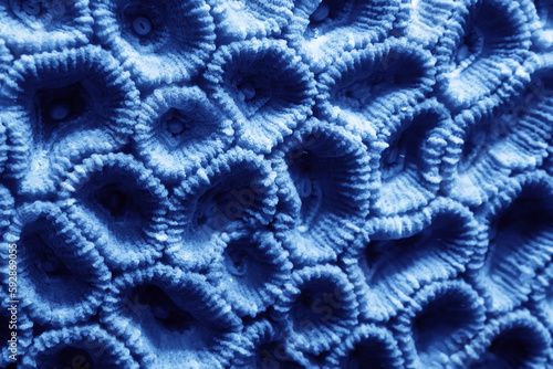 Fototapeta Naklejka Na Ścianę i Meble -  coral texture underwater background reef abstract sea