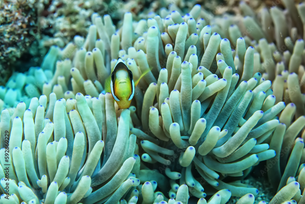 sea worm flower like underwater animal wildlife diving sea worm flower like underwater animal wildlife diving