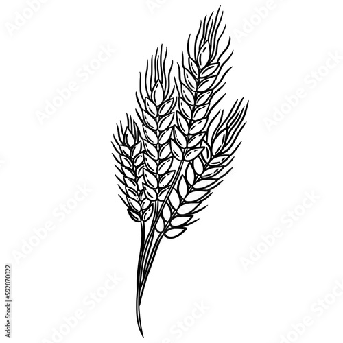 Wheat, barley, oats, rice hand drawing 