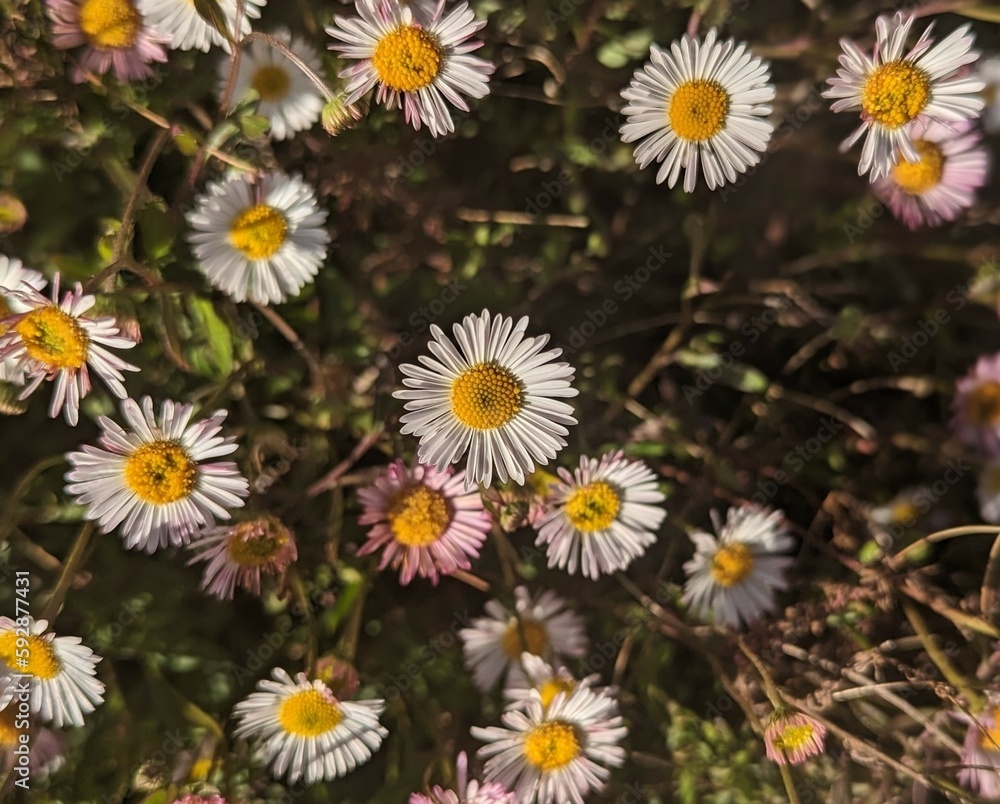 field of daisies in Central Park of San Ramon, California field of daisies in Central Park of San Ramon, California