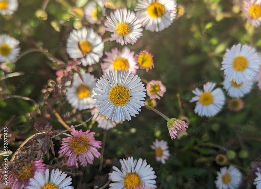 field of daisies in Central Park of San Ramon, California field of daisies in Central Park of San Ramon, California