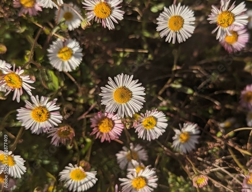 field of daisies in Central Park of San Ramon  California