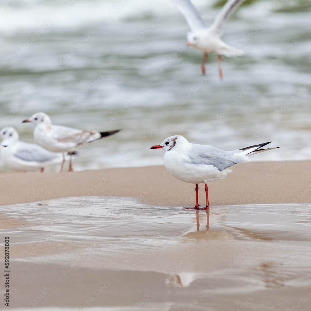 Seagull in the natural environment on the Baltic Sea. Seagull in the natural environment on the Baltic Sea.