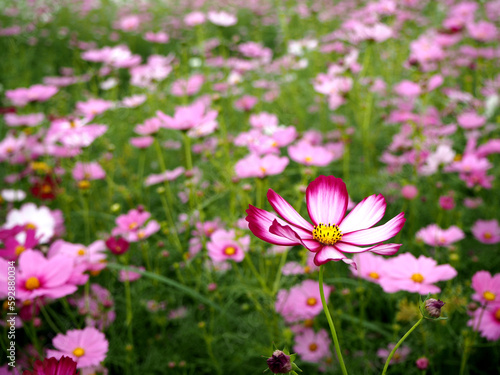 Blooming pink cosmos flower in the garden