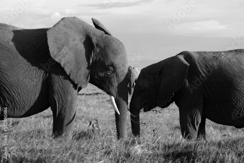 Photography Elephant love