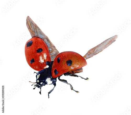 Hand drawn ladybug insect. Watercolor illustration isolated. For decoration, postcard, fabric, sketchbook cover.