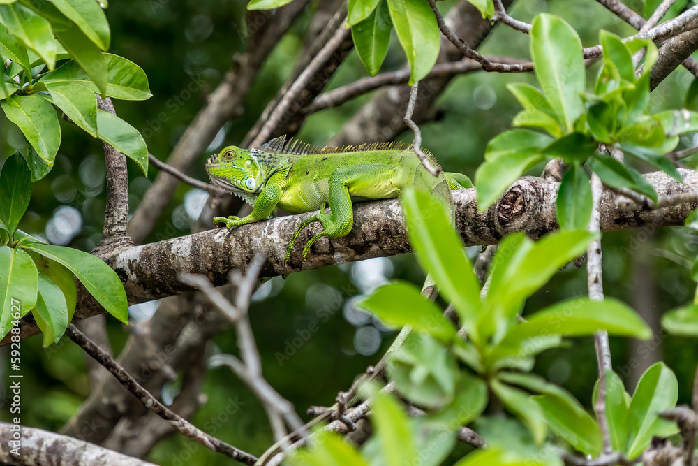 Grüner Leguan am River Tempisque Costa Rica Grüner Leguan am River Tempisque Costa Rica