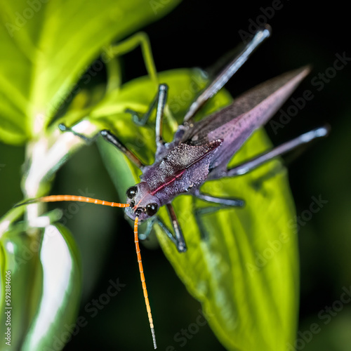 Grüne Heuschrecke in Costa Rica photo