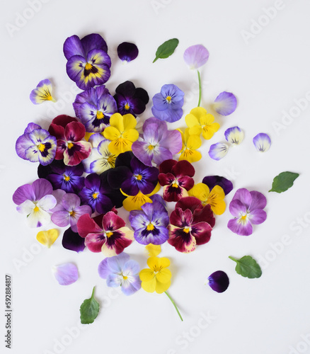 白背景に沢山のパンジーの花びら、ビオラの花びらのデコレーション、テーブルに並べたパンジー