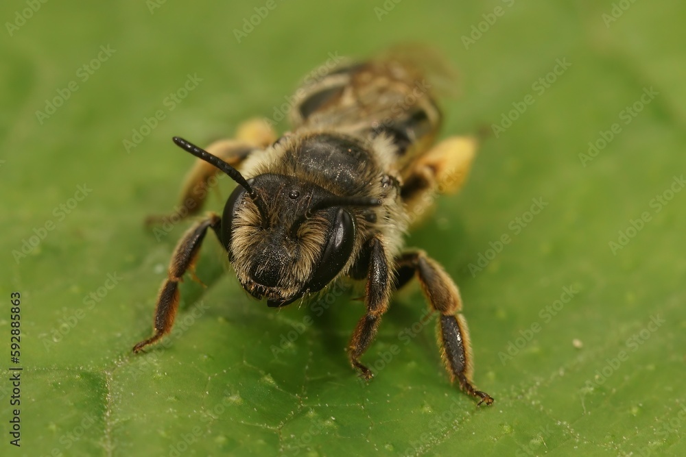 Frontal closeup on a female Yellow leggeed mining bee, Andrena flavipes sitting on a green leaf Frontal closeup on a female Yellow leggeed mining bee, Andrena flavipes sitting on a green leaf