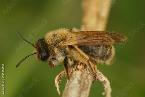 Closeup on a female grey-gastered mining bee , Andrena tibialis sitting on a twig © Henk