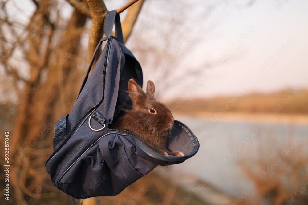 Rabbit in a backpack, pet, fluffy, funny, small, walk, background image ...