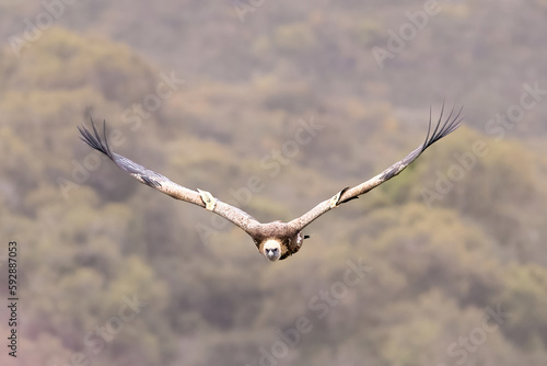 Portrait of Griffon Vulture Gyps fulvus, green background, biblical gyps, Old World vultures are vultures that are found in the Old World, i.e. the continents of Europe, Asia and Africa, 