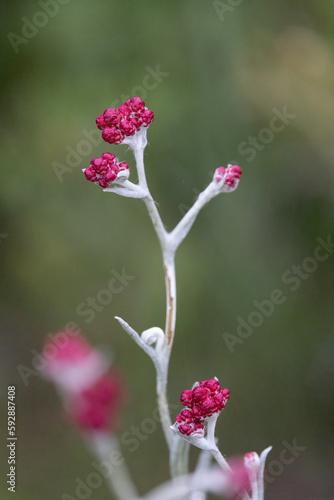 Helichrysum sanguineum - aka Red Everlasting flowers, Red cud-weed, blooms at late spring in the Mediterranean region, The Judean mountains, Israel