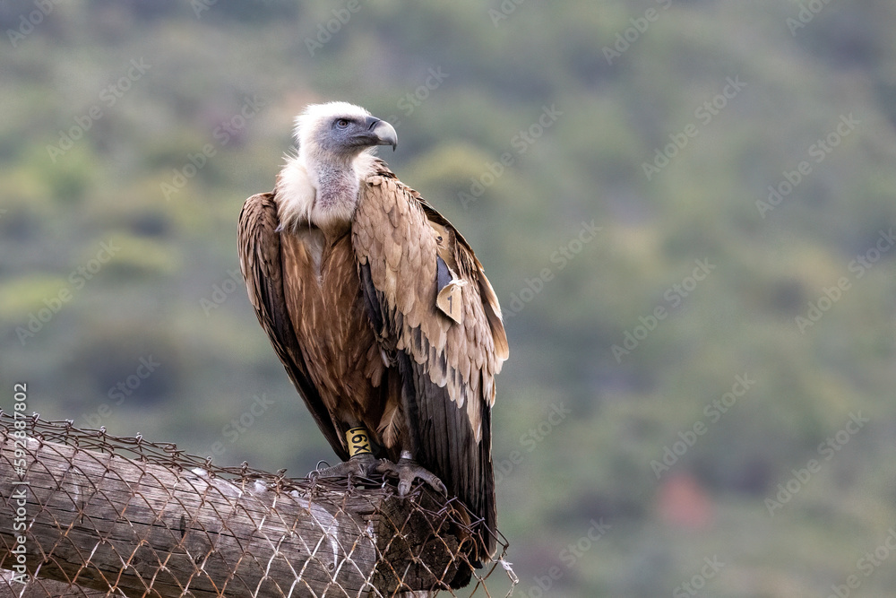 Obraz premium Portrait of Griffon Vulture Gyps fulvus, green background, biblical gyps, Old World vultures are vultures that are found in the Old World, i.e. the continents of Europe, Asia and Africa, 