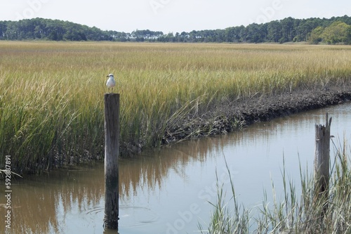 Seagull