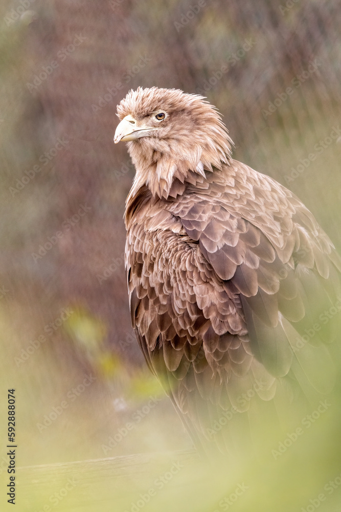 Fototapeta premium Adult White-tailed eagle i. Portrait green background. Scientific name: Haliaeetus albicilla, also known as the ern, erne, gray eagle, Eurasian sea eagle and white-tailed sea-eagle.