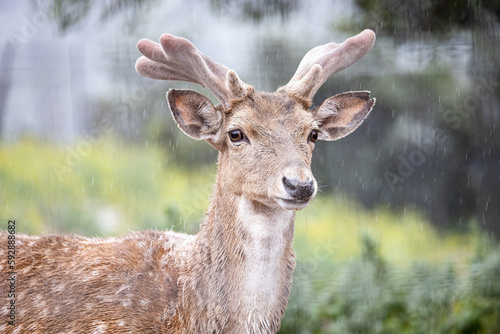 Fototapeta Naklejka Na Ścianę i Meble -  Persian fallow deer in the rain (Dama dama mesopotamica).
