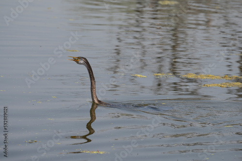 Bird in water © vikas