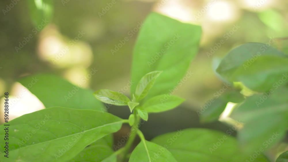 Very Beautiful Plant With Bright Green Leaves With Bokeh Background Very Beautiful Plant With Bright Green Leaves With Bokeh Background