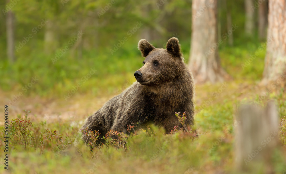 Fototapeta premium Eurasian Brown bear lying on grass in forest