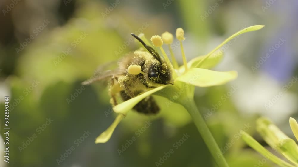 A bee covered with pollen works in a yellow flower. Close-up macro shot.