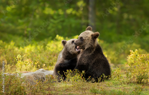 Wallpaper Mural European brown bear cubs playing in the forest Torontodigital.ca