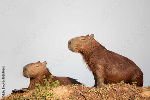 Close up of two Capybaras on a river bank