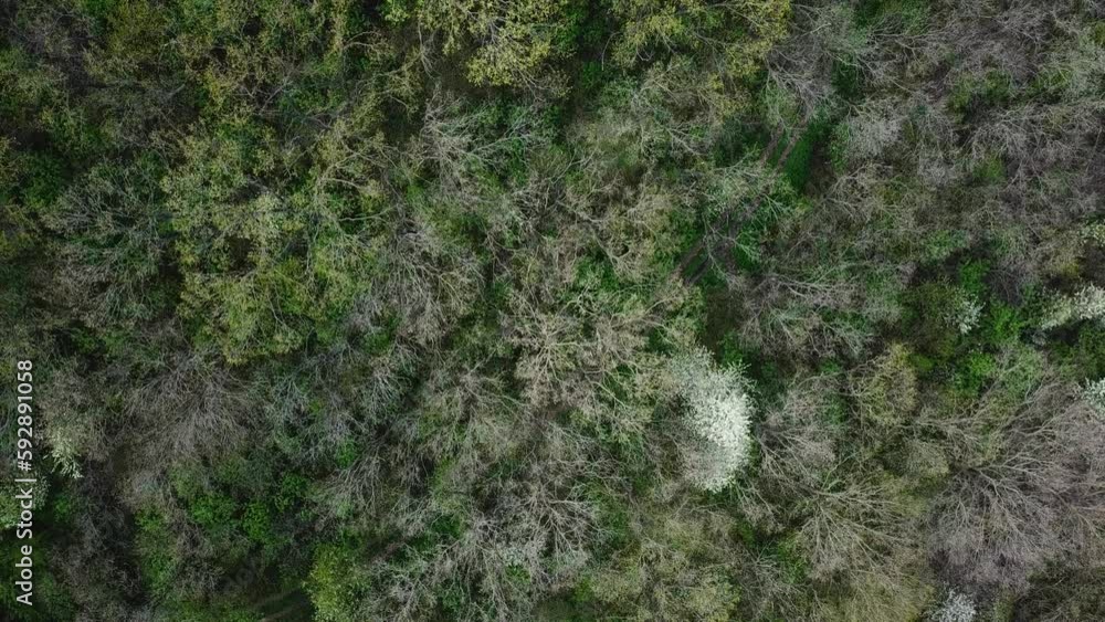 Aerial top view of early spring forest. Drone footage. Natural background. Landscape of woods. Aerial top view of early spring forest. Drone footage. Natural background. Landscape of woods.