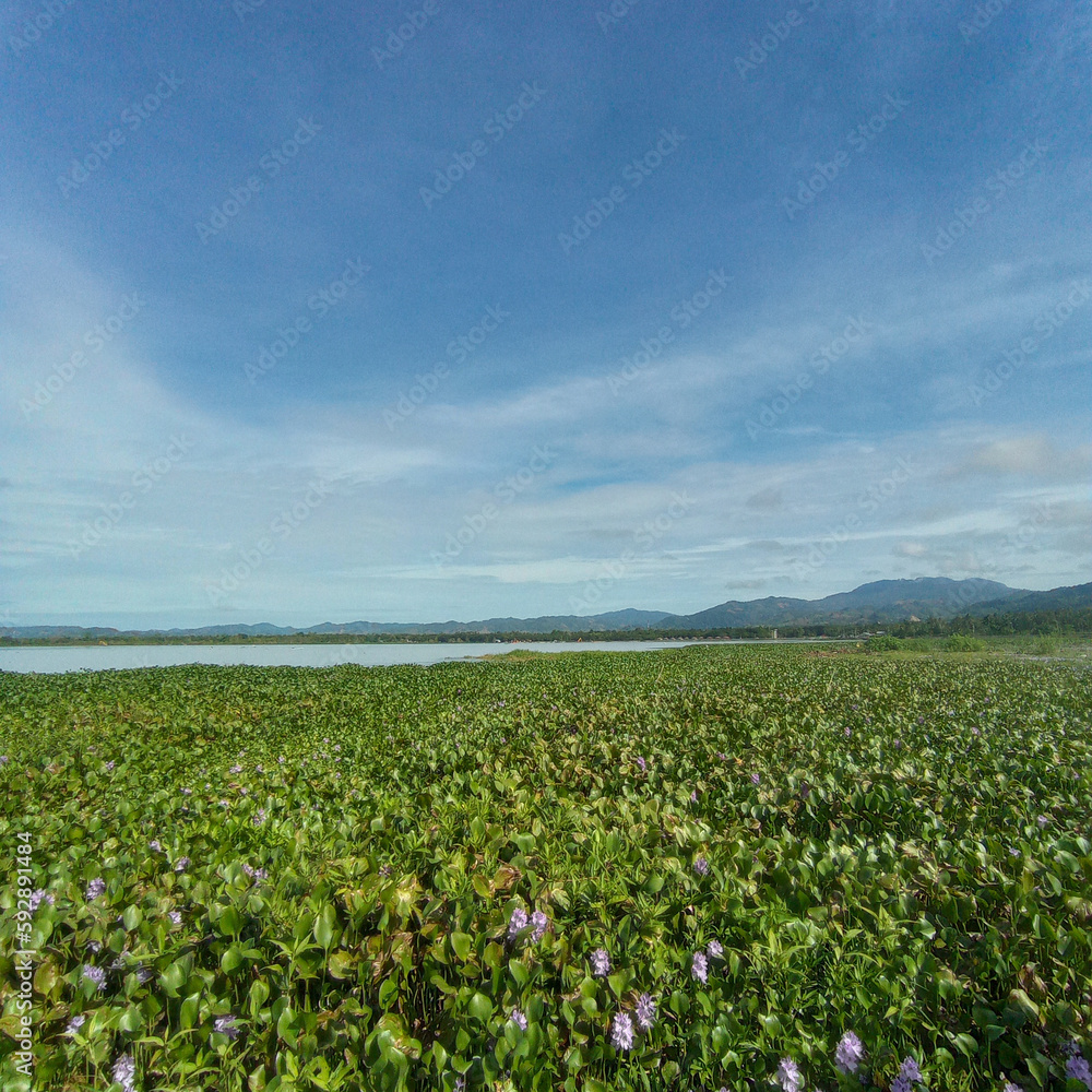 lake full of hyacinth flower