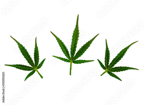cannabis green marijuana leaf isolated on white background, weed leaves closeup, natural medical hemp macro