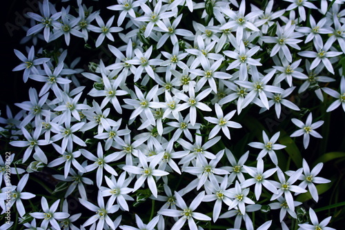 Leaves and flowers of succulents sedum. photo