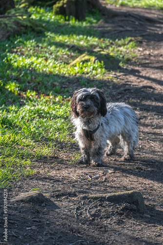 A small fluddy black and white dog looking at the camera photo