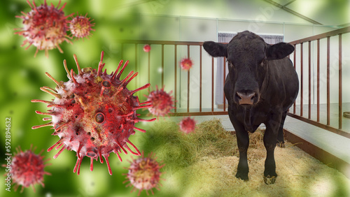 Bacteria near cow. Fever for livestock. Farming epidemic. Fever bacteria. Spread of viruses among cows and bulls. Problems in breeding farm livestock. Viral fever. Infection of cows
