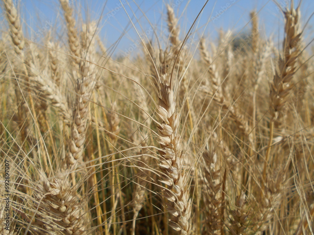 field of wheat crop, golden wheat ripped wheat field of wheat crop, golden wheat ripped wheat