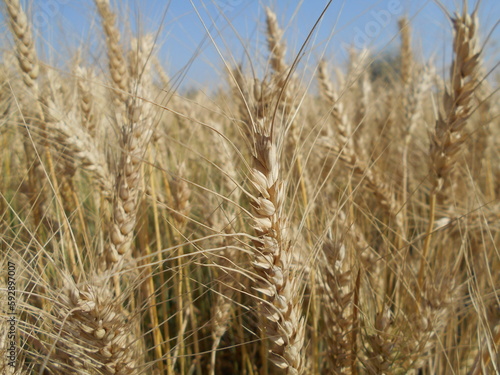 field of wheat crop  golden wheat ripped wheat 