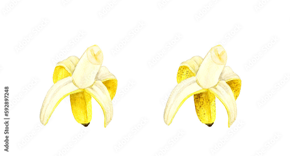 熟れる前と熟れた後の皮を剥いたバナナ フルーツの手描き水彩イラスト素材 熟れる前と熟れた後の皮を剥いたバナナ フルーツの手描き水彩イラスト素材