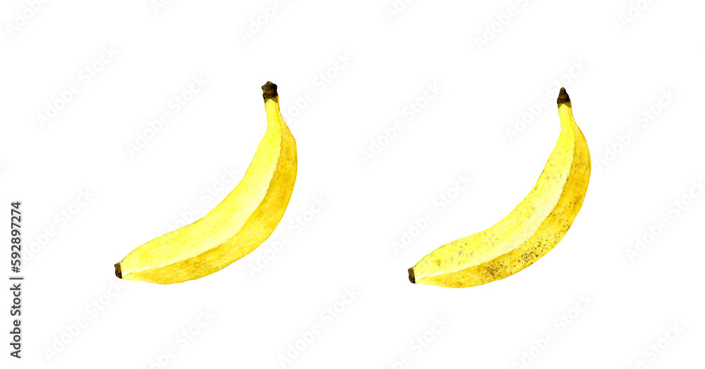 熟れる前と熟れた後の黄色いバナナ　フルーツの手描き水彩イラスト素材