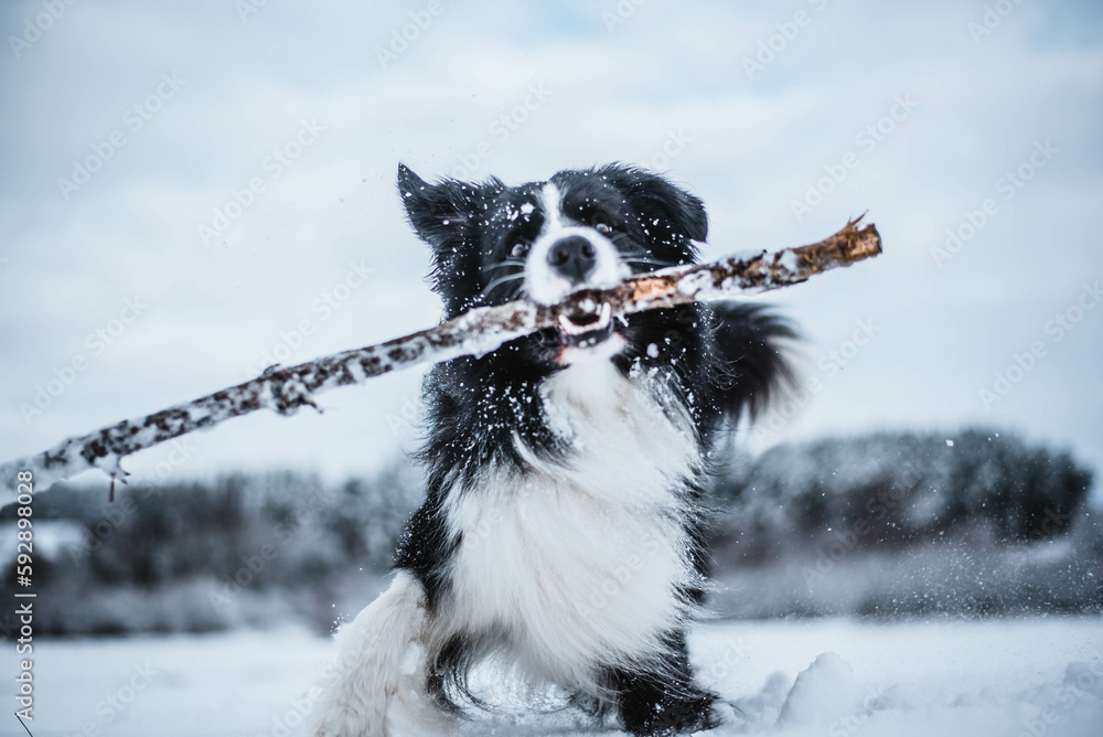 black and white border collie in winter and snowy landscape playing with a big stick, a piece of wood, it is a very dangerous game, the dog is at risk of injury, the dog has wide eyes
