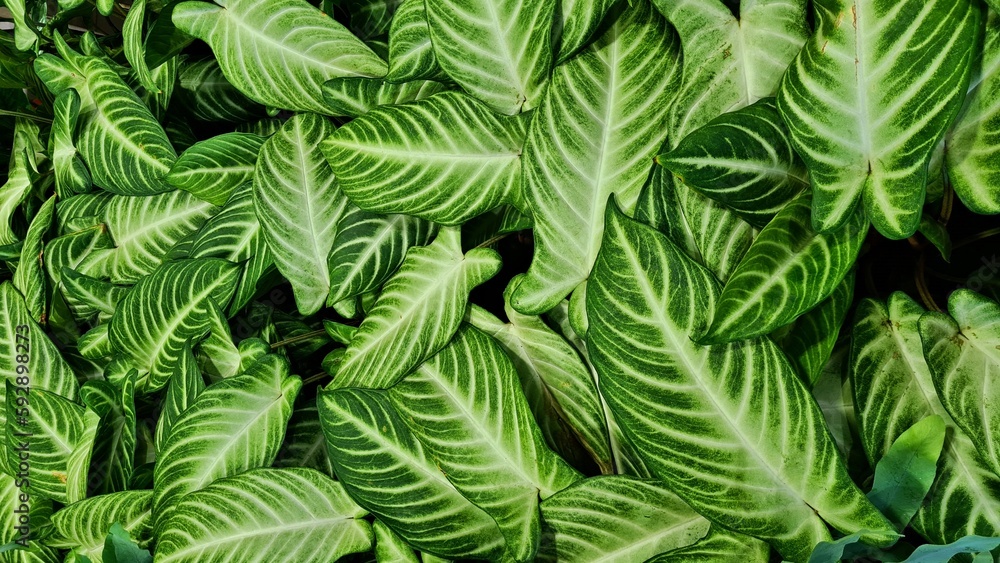 Calathea with unusual beautiful leaves in the garden delight people